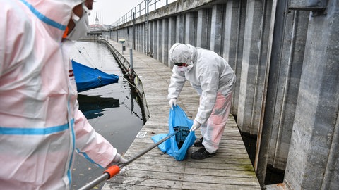 Mitarbeiter des städtischen Baubetriebsamtes hieven 2016 im Yachthafen von Friedrichshafen eine tote Ente in einen Müllsack. Auch damals herrscht Vogelgrippe am Bodensee.