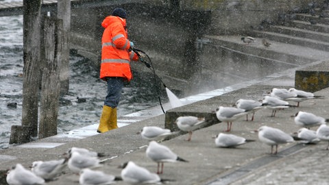 Ein Mann reinigt in Überlingen am Bodensee die Uferpromenade, auf der Möwen sitzen. Nach dem Fund einer mit Vogelgrippe infizierten Ente werden damals die Treppen regelmäßig gereinigt.