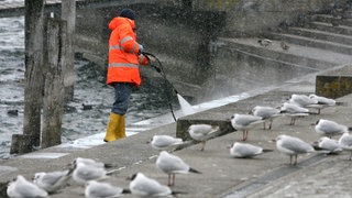 Ein Mann reinigt in Überlingen am Bodensee die Uferpromenade, auf der Möwen sitzen. Nach dem Fund einer mit Vogelgrippe infizierten Ente werden damals die Treppen regelmäßig gereinigt.