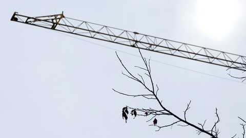 Ein Baukran und ein Zweig im Herbst (Symbolbild). Ein Baukran-Kletterer hat in Schaffhausen einen Großeinsatz der Polizei ausgelöst.