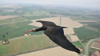 Ein Waldrapp fliegt in die Toskana