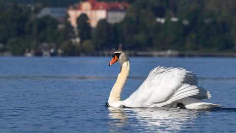 Ein Schwan auf dem Bodensee. Bei Unteruhldingen wurde ein toter Schwan gefunden, der mit Vogelgrippe infiziert war.