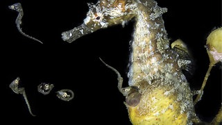 Männliches koreanisches Seepferdchen bei der Geburt. Die Jungtiere verlassen die Bruttasche. Die Uni Konstanz hat nun herausgefunden, wie genau das funktioniert.