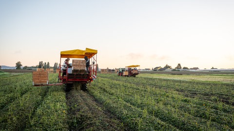 Süßkartoffelernte auf der Reichenau. Immer öfter wird am Bodensee auch exotisches Obst und Gemüse angebaut.
