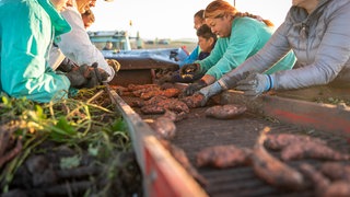 Süßkartoffelernte auf der Reichenau. Immer öfter wird am Bodensee auch exotisches Obst und Gemüse angebaut.