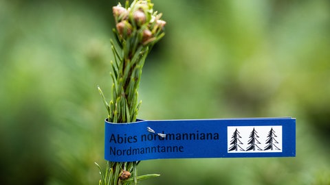 Die Nordmanntanne ist nach wie vor der beliebteste Weihnachtsbaum.