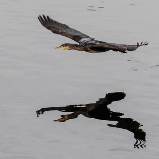 Weniger Kormorane werden am Bodensee gesichtet (Archivbild)