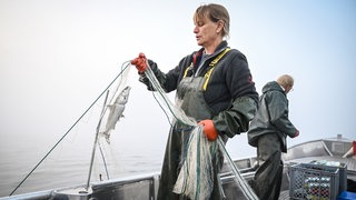 Zwei Fischer holen ihre Netze ein. Im Netz hängt ein Felchen. 