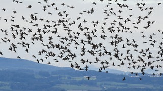 Hunderte Kormorane fliegen in einem großen Schwarm über den Bodensee. Die europäische Union stellt im Rahmen ihres Interreg-Programms 900.000 Euro für den Fischartenschutz am Bodensee zur Verfügung. 