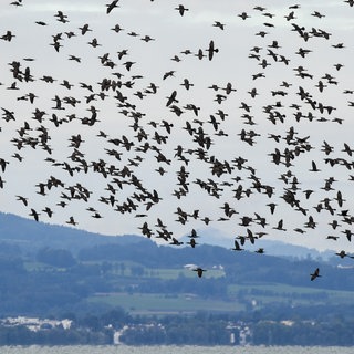 Hunderte Kormorane fliegen in einem großen Schwarm über den Bodensee. Die europäische Union stellt im Rahmen ihres Interreg-Programms 900.000 Euro für den Fischartenschutz am Bodensee zur Verfügung. 