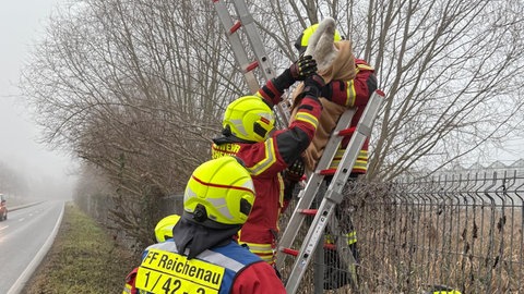 Feuerwehrmänner retten den Schwan über eine Leiter aus dem Gefahrenbereich.