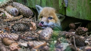 Ein junger Fuchs schaut unter der Wand einer Gartenhuette hervor: Das Füttern von Füchsen, Wildschweinen und Co. ist keine gute Idee.