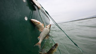 Mehrere Rotaugen werden im Netz aus dem Bodensee gezogen (Symbolbild): Berufsfischer und Angler am Bodensee sind sich uneins, was die Fischerei angeht.