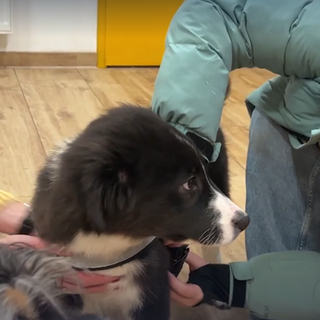 Symbolbild: Welpe Holly findet im Tier-Service-Zentrum in Bad Waldsee eine neue Familie.