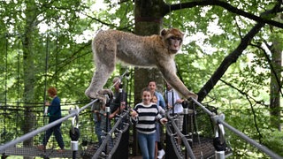 Der Treewalk am Affenberg Salem. Über eine schmale Hängebrücke klettert ein Berberaffe. Im Hintergrund Besucherinnen und Besucher. Am Samstag startet der Affenberg Salem in die Jubiläumssaison.