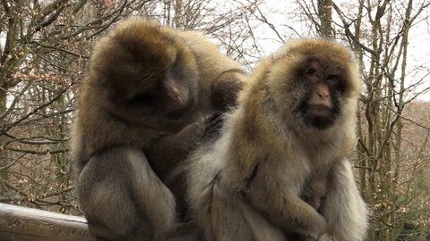 Zwei Berberaffen am Affenberg Salem. Der Affenberg bei Salem startet in die Jubiläumssaison. 