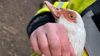 Die Tiere lebten teils unter miserablen Bedingungen.