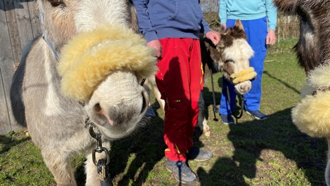 Esel auf einem Spaziergang in Rulfingen bei Sigmaringen. Begleitet werden sie von Patienten aus dem Maßregelvollzug des Zentrums für Psychiatrie Reichenau. Andrea Göhring bietet auf ihrem Hof tiergestützte Therapie mit Bauernhoftieren an. 