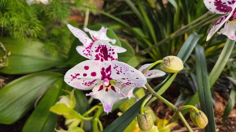 Bunte Orchideen im Palmenhaus der Blumeninsel Mainau. Die Orchideenschau eröffnet traditionell das Blumenjahr auf der Insel.