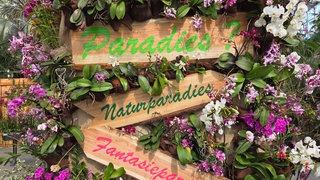 Bunte Orchideen im Palmenhaus der Blumeninsel Mainau. Die Orchideenschau eröffnet traditionell das Blumenjahr auf der Insel.