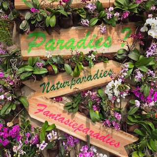 Bunte Orchideen im Palmenhaus der Blumeninsel Mainau. Die Orchideenschau eröffnet traditionell das Blumenjahr auf der Insel.