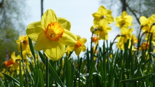 Osterglocken läuten den Frühling ein