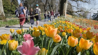 Die Blumeninsel Mainau war in den Osterferien gut besucht. Auch die anderen Tourismusbetriebe ziehen zufrieden Bilanz.