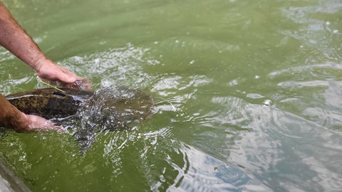 Ein markierter Wels wird schonend in den Bodensee zurückgesetzt. Forschende haben ein bislang unbekanntes Verhalten der Riesenfische im Bodensee entdeckt. 
