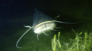Ein großer Wels schwimmt nachts im Bodensee, umgeben von Wasserpflanzen.