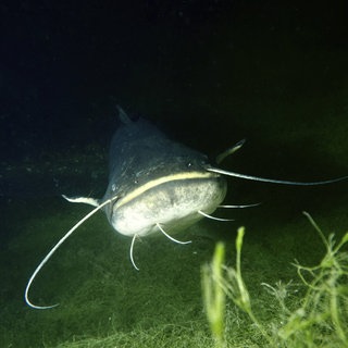 Ein großer Wels schwimmt nachts im Bodensee, umgeben von Wasserpflanzen.