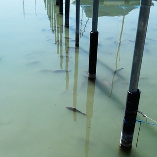 Karpfen im Bodensee bei Friedrichshafen. Sie sind aktuell vermehrt in Häfen und Uferbereichen zu sehen. Darunter auch tote Tiere.
