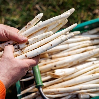 Die Spargelsaison am Bodensee geht jetzt so richtig los.