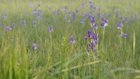 Im Eriskircher Ried hat die Irisblüte begonnen. Die sibirischen Schwertlinien zeigen sich in einem kräftigen blau-violett.