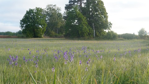 Im Eriskircher Ried hat die Irisblüte begonnen. Die sibirischen Schwertlinien zeigen sich in einem kräftigen blau-violett.