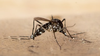 Eine tote Asiatische Tigermücke. In Südeuropa ist die gefährliche Krankheiten übertragende Asiatische Tigermücke schon länger heimisch, seit einiger Zeit breitet sie sich auch in Deutschland aus. Auch am Bodensee.