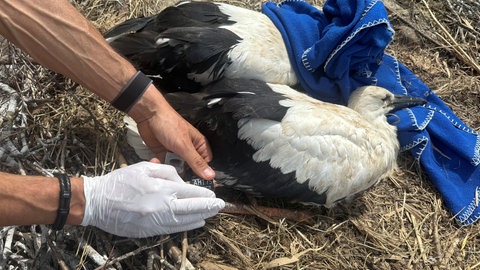 Ein Storch wird in seinem Nest am Affenberg Salem beringt