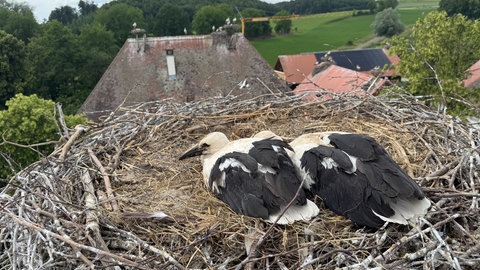 Störche im Nest. Von dort aus sind weitere Nester auf dem Gelände des Affenbergs Salem zu sehen.