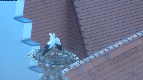 Das Nest des Storchenpaars in Biberach sieht trist aus. Nur einzelne Äste liegen auf der Nisthilfe. Das stellt den NABU vor ein Rätsel. 