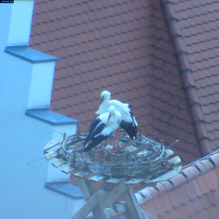 Das Nest des Storchenpaars in Biberach sieht trist aus. Nur einzelne Äste liegen auf der Nisthilfe. Das stellt den NABU vor ein Rästel. 