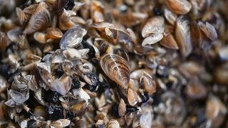 Die invasive Quagga-Muschel ist zu sehen. Viele kleine Muscheln liegen auf einem Haufen im Bodensee. Sie lagern sich auch in Schifffahrtsrinnen ab.