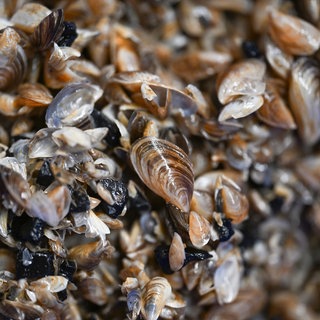 Die invasive Quagga-Muschel ist zu sehen. Viele kleine Muscheln liegen auf einem Haufen im Bodensee. Sie lagern sich auch in Schifffahrtsrinnen ab.