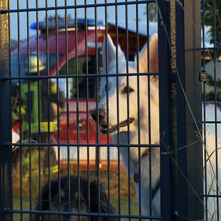 Hund vor Feuerwehrauto beim Tierhotel in Bad Waldsee