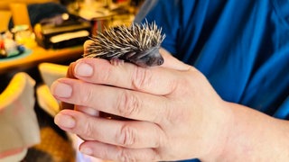 Igel-Baby "Wusel" kam mit 35 Gramm Lebendgewicht zur Igelnothilfe Bodenseekreis.