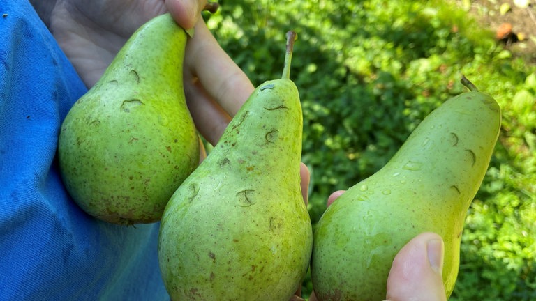 Auf die Birnen vom Hof Knoblauch in Friedrichshafen-Berg hat es kurz und heftig gehagelt.