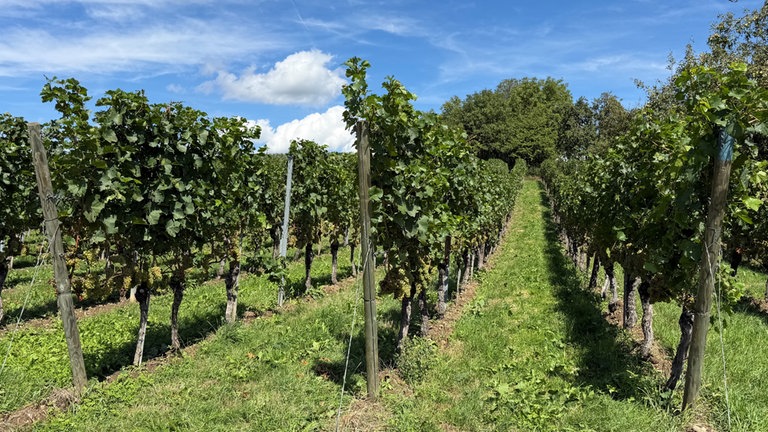 Weinreben bei Überlingen einen Tag nach dem heftigen Unwetter am Bodensee.