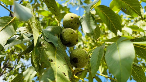 Walnüsse hängen an einem Baum. Sie haben Hagelschaden.