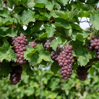 Trauben reifen in einem Weinberg. Die Weinlese am Bodnesee ist beendet. (Archivbild)