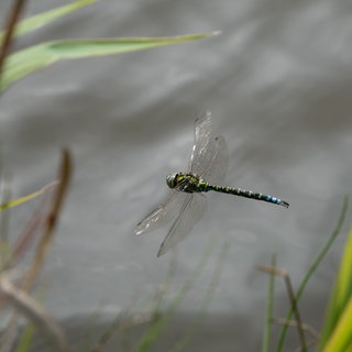 Eine Libelle im Flug an einem Seeufer Hingucker Symbolbild