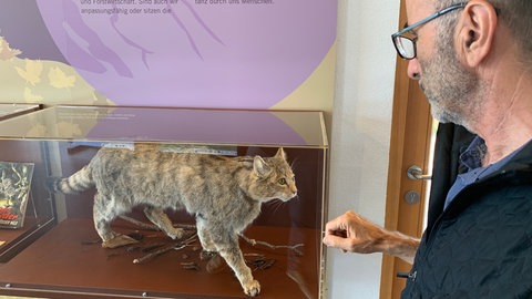 Wildkatzen Zaberfeld