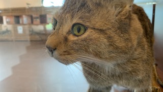 Wildkatzen Zaberfeld